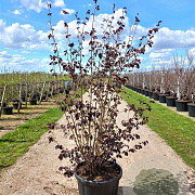 Corylus m. 'Purpurea' 250-300 cm cont. 90L najaarspotting