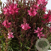 Gaura l. Gaudi Red GM P9