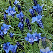 Gentiana sino-ornata GM P9