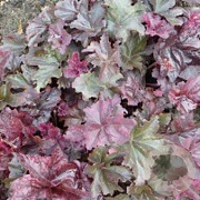 Heuchera Frosted Violet GM P9