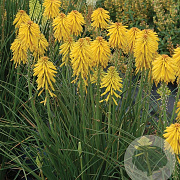 Kniphofia 'Banana Popsicle' GM P9