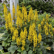 Ligularia 'Bottle Rocket' GM P9