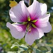 Malva subovata GM P9