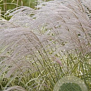 Miscanthus sin. 'Undine' GM P9