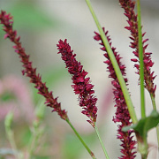 Persicaria a. 'Vesuvius' GM P9