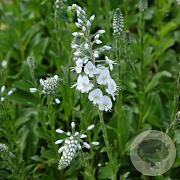Veronica gent. 'Pallida' GM P9