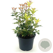 Osmanthus heter. 'Goshiki' 25-30 cm 2,0L
