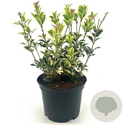 Osmanthus heter. 'Variegatus' 25-30 cm 2,0L