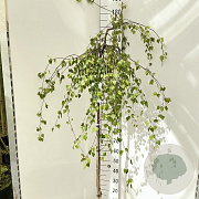 Betula p. 'Youngii' 120 cm stam 10L