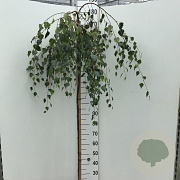Betula p. 'Youngii' 150 cm stam 10L