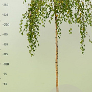 Betula p. 'Youngii' 180 cm stam 15L