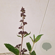 Buddleja Free Petite Blue Heaven 30-35 cm 2,5L