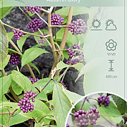 Callicarpa bod. 'Autumn Glory' 120 cm stam 10L