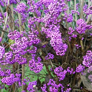 Callicarpa bod. 'Profusion' 15 cm P12
