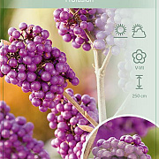 Callicarpa bod. 'Profusion' 90 cm stam 7,5L