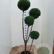Chamaecyparis l. 'Ellwoodii' 150-175 cm 15L pompon