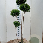 Chamaecyparis l. 'Stardust' 150-175 cm 15L pompon