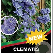 Clematis 'Blue Explosion' 90 cm 5,0L rek