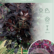 Cotinus cog. 'Royal Purple' 60 cm stam 7,5L