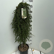 Cotoneaster pr. 'Queen of Carpets' 90 cm stam 7,5L