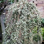 Cotoneaster suec. 'Juliette' 120 cm stam 10L