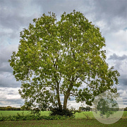 Fraxinus e. 'Westhof's Glorie' 25-30 HO draadkluit