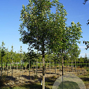 Fraxinus pen. 'Summit' 18-20 HO draadkluit