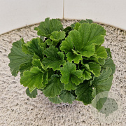 Geum rivale 'Mai Tai' 15-20 cm 2,5L