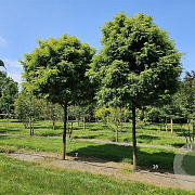 Gleditsia triac. 'Elegantissima' 30-35 HO draadkluit