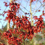 Hamamelis int. 'Ruby Glow' 40-50 cm 7,5L