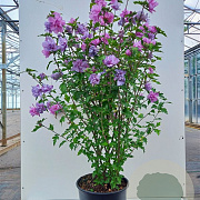 Hibiscus syr. 'Ardens' 125-150 cm 45L najaarspotting