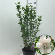 Hibiscus syr. French Cabaret Pastel 60-80 cm 7,5L