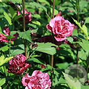 Hibiscus syr. French Cabaret Red 80-100 cm 7,5L