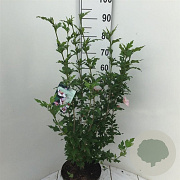 Hibiscus syr. 'Hamabo' 60-80 cm 7,5L