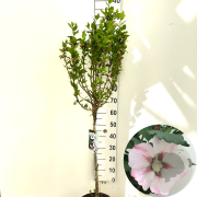 Hibiscus syr. 'Hamabo' 60 cm stam 7,5L