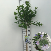 Hibiscus syr. 'Marina' 90 cm stam 10L