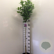 Hibiscus syr. 'Woodbridge' 90 cm stam 7,5L