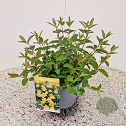 Hypericum 'Hidcote' 25-30 cm 2,5L