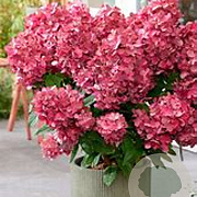 Hydrangea pan. Bonfire 90 cm stam 7,5L