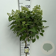 Hydrangea pan. Skyfall 60 cm stam 7,5L