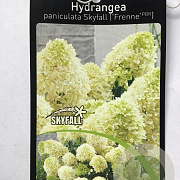 Hydrangea pan. Skyfall 90 cm stam 7,5L