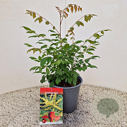 Koelreuteria paniculata 25-30 cm 2,5L