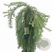 Larix kaempf. 'Stiff Weeper' 90 cm stam 7,5L