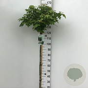 Liquidambar s. 'Gum Ball' 120 cm stam 10L