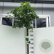 Liquidambar s. 'Gum Ball' 180 cm stam 15L