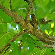 Liquidambar s. 'Palo Alto' 40-45 HO draadkluit