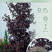 Liquidambar s. 'Worplesdon' 200-225 cm 15L
