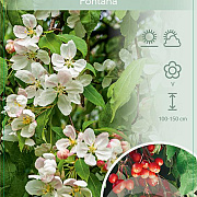 Malus 'Fontana' 120 cm stam 10L