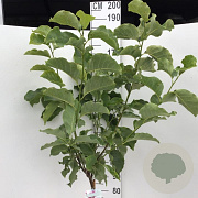 Magnolia 'Galaxy' 120 cm stam 10L