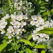 Malus toringo sargentii 100-125 cm 45L najaarspotting